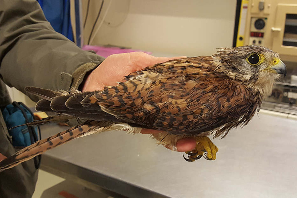 Tierpflegerinnen kümmerten sich um den geschwächten Turmfalken.