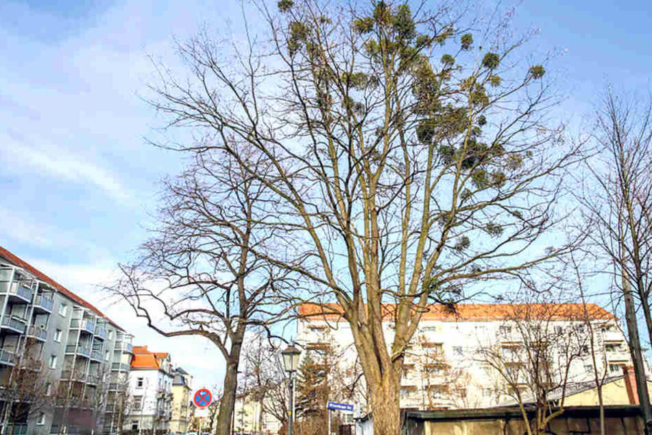 In der kommenden Woche sind die Baumpfleger in der Wittenberger Straße aktiv. An vier Birken sollen dort 36 Misteln weg.