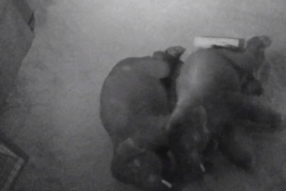 Niedlich! Diese beiden Dickhäuter kuscheln in der Löffelchen-Stellung.