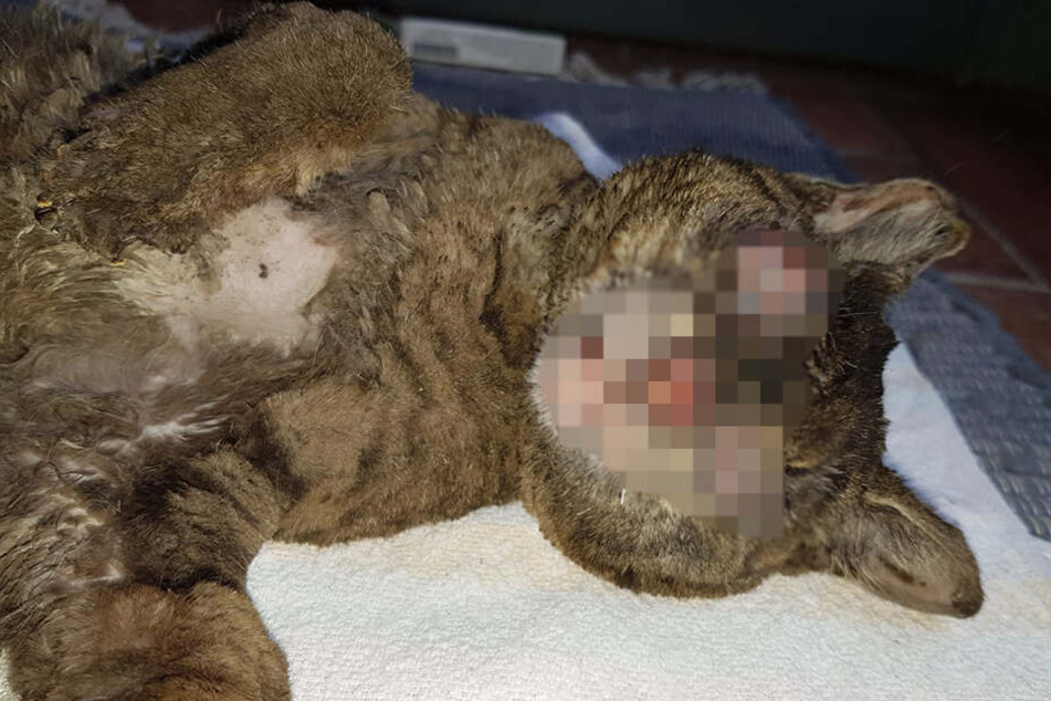 Diese Katze hatte längst nicht nur ein stumpfes Fell und ein Augenproblem.