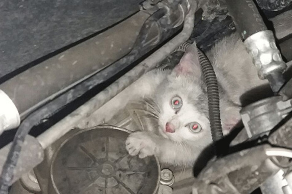 Die kleine Katze versteckte sich im Motorraum des Polizeiwagens.