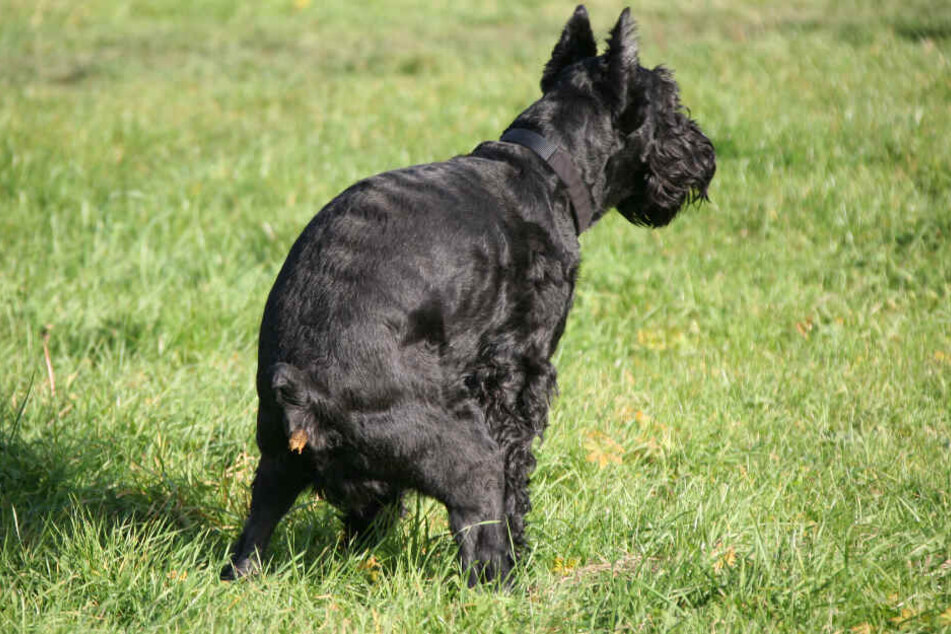 Ein Hund setzt seinen Haufen auf eine Wiese.
