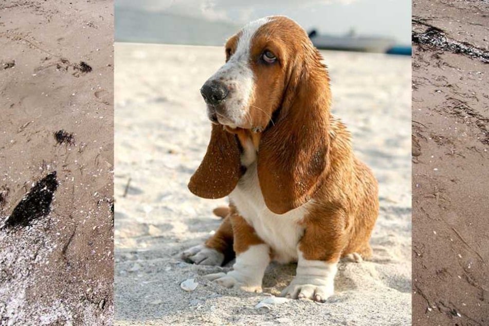 Eine Basset Hündin machte an einem englischen Strand eine Gruselfund (Symbolbild).