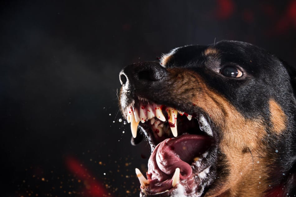 Süß nicht? Der Rottweiler zählt zu den gefährlichen Hunderassen.