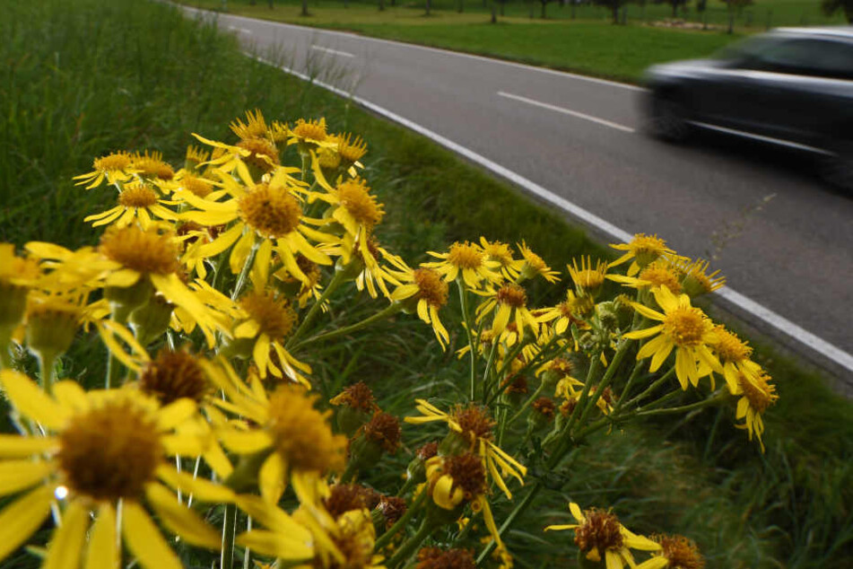 Das gifte Jakobskreuzkraut oft direkt am Wegesrand und verbreitet sich rasant in Bayern.
