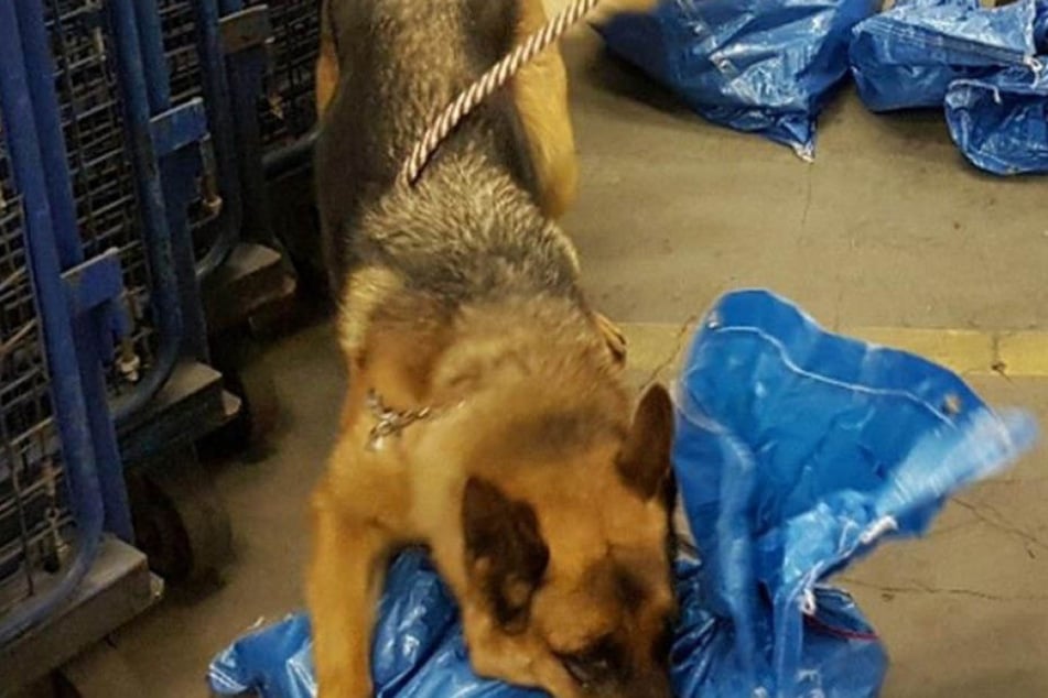 Diese Schnüffelnase fand in rund 30 Paketen Drogen.