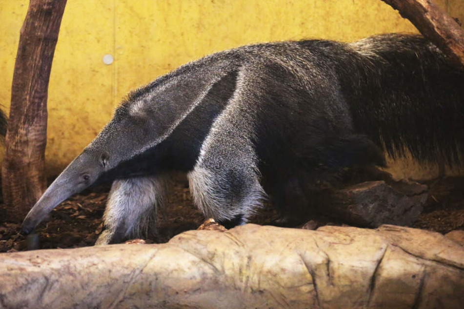 Ein Ameisenbär im Jahr 2016 im Kölner Zoo.