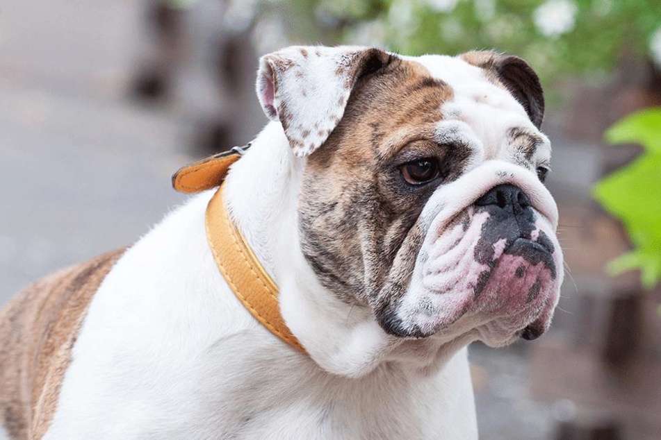 Bulldoggen können gefährlich werden (Symbolbild).