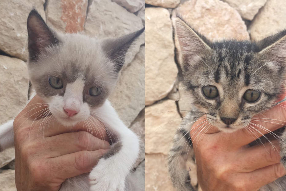 Timon und Nala warten nur noch auf ihren Flug in ein besseres Katzenleben.