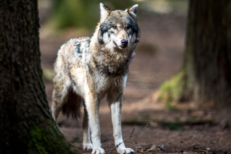 2015 ist der Wolf nach 170 Jahren erstmals wieder im Südwesten gesichtet worden.