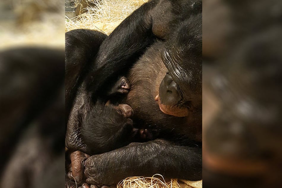 Die 19-Jährige Lexi hat das verstoßene Bonobo-Baby aufgenommen.