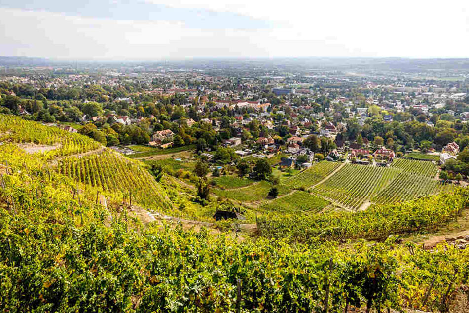 Frédéric Fourrés Weinberg beim Spitzhaus: Von hier reicht der Blick weit über Radebeul.