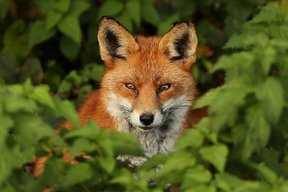Der Fuchs darf aktuell nicht vom 1. März bis 14. August bejagt werden (Symbolfoto).