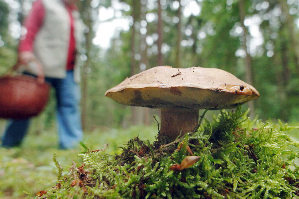 Pilze im Bayerischen Wald sind noch immer radioaktiv belastet.