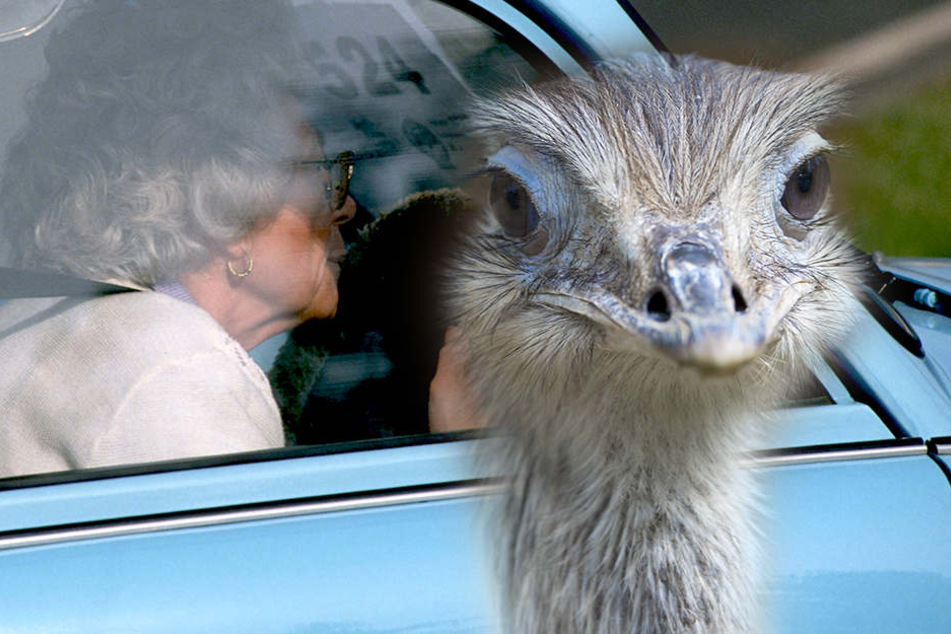 Statt Wildschwein oder Reh lief der Autofahrerin (92) ein Nandu vors Auto. (Symbolfoto)