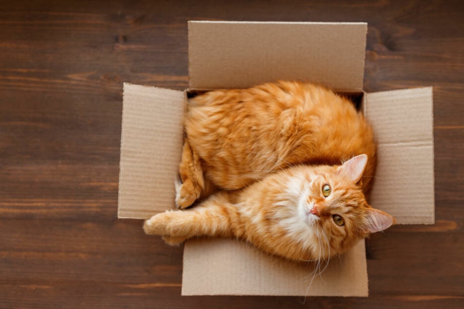 Katzen fühlen sich in Kartons sicher.