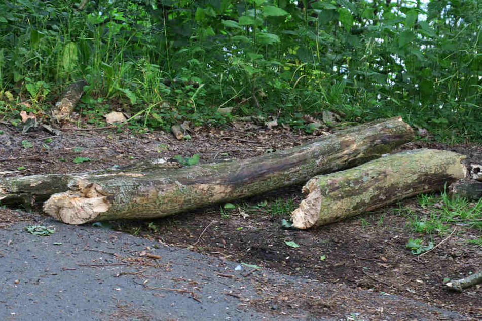 Der Ast war bei einem Sturm abgebrochen.
