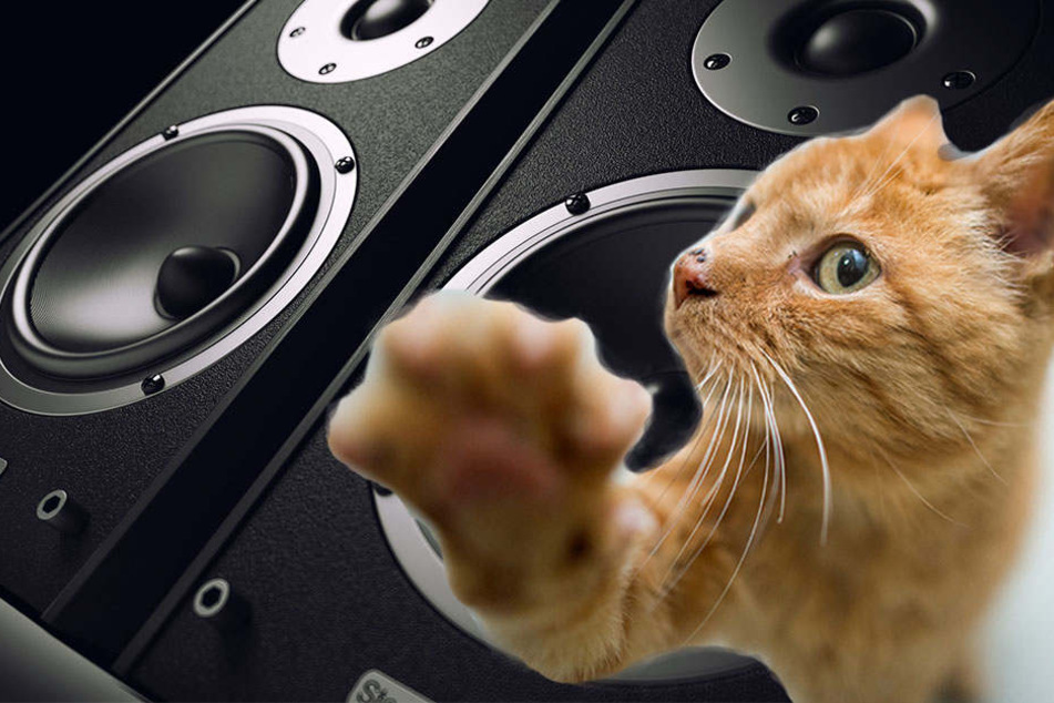 Die Katze drehte in der Wohnung einfach die Musik laut (Bildmontage).