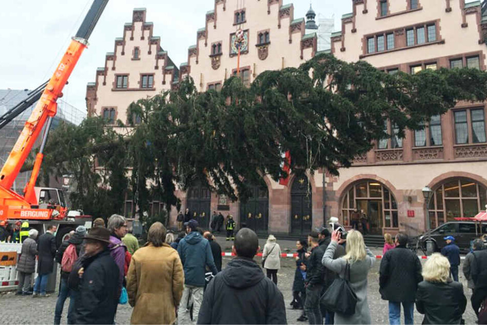 Mit großer Vorsicht wurde der Weihnachtsbaum aufgestellt.