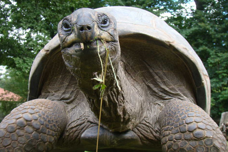 Die Riesenschildkröten im Dresdner Zoo sind wieder im Winterquartier.