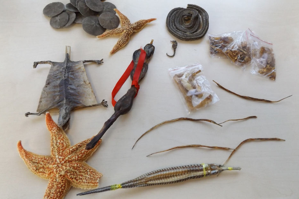 Gleich mehrere getrocknete Tiere befanden sich in dem Paket aus Russland.
