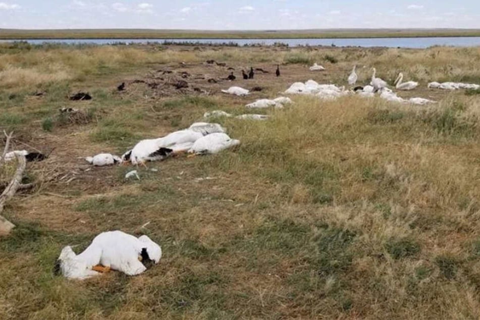 Mindestens 11.000 Vögel starben bei dem Unwetter.