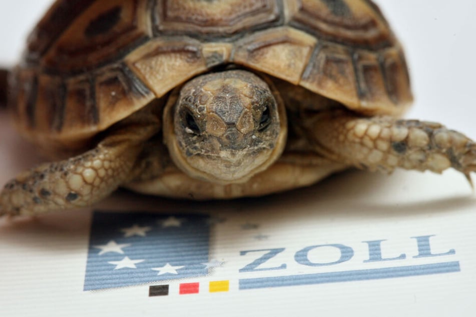 Die Landschildkröte wurde in einer engen Kiste nach Deutschland geschmuggelt und bei einer Pressekonferenz des Zolls am Flughafen präsentiert.