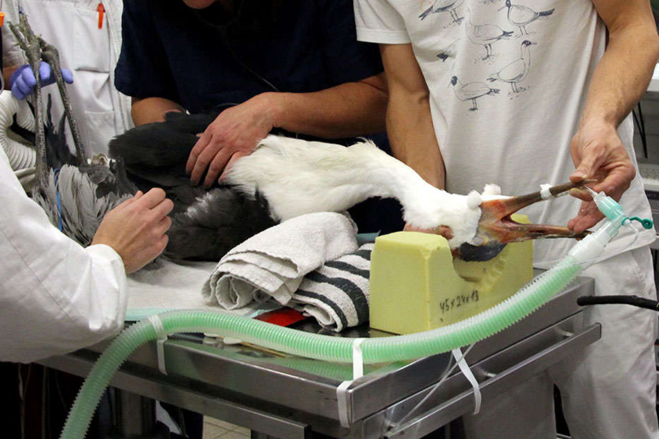 Der südafrikanische Klunkerkranich mit dem Namen "Heintje" liegt auf einem Operationstisch in der Kleintierklinik der Ludwig-Maximilians-Universität München.