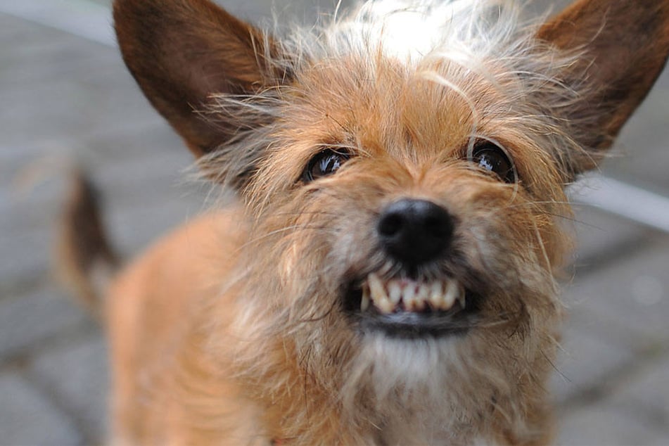 Der Mischling ging brutal auf den anderen Hund los, verletzte auch den herbeigerufenen Polizisten. (Symbolbild)