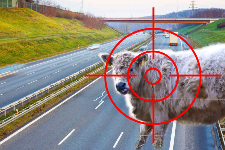 Die A2 musste wegen des Jungbullen komplett gesperrt werden.