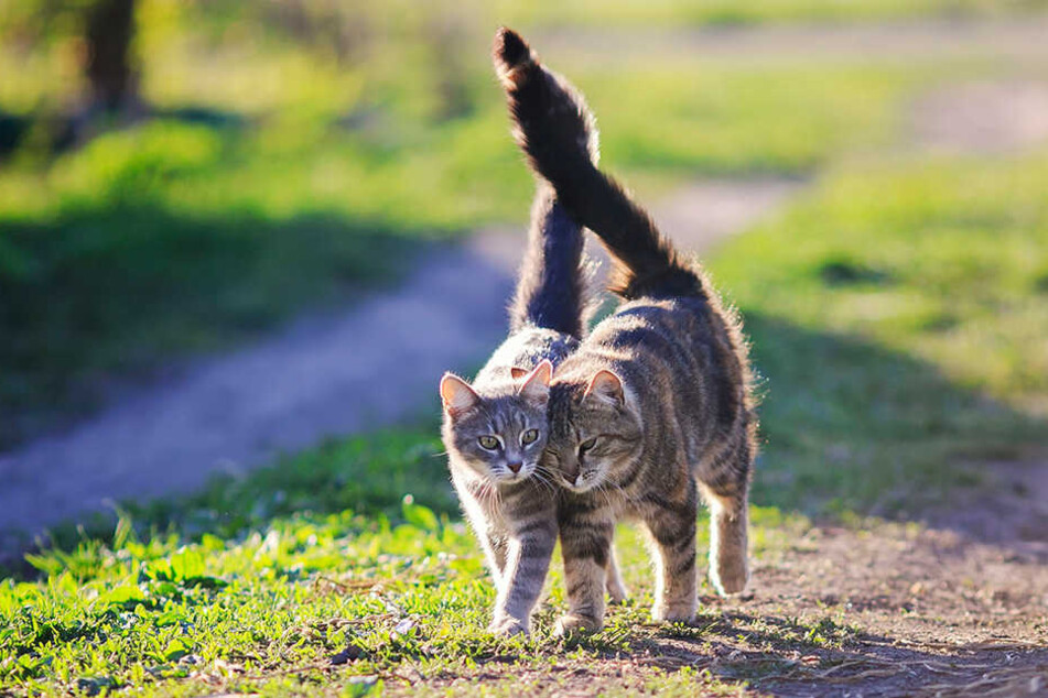 Der süße Katzennachwuchs wird zwischen Januar und März gezeugt.