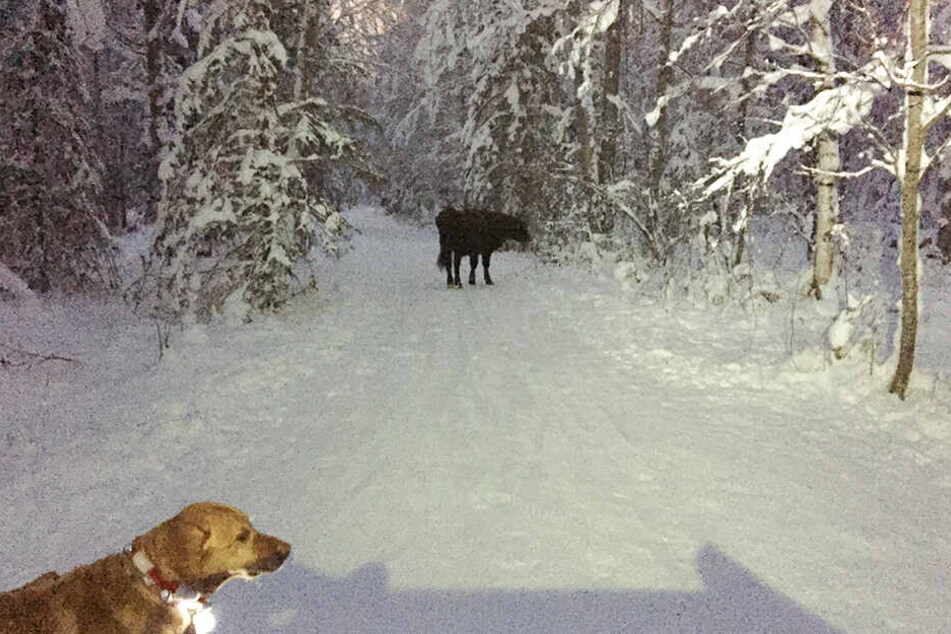 Auf Wanderschaft: Kuh Betsy ist seit sieben Monaten ausgebüxt.