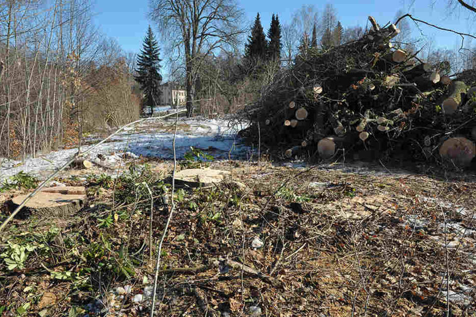 Gestern wurden in Schönau an der Bahnstraße mehrere große Laubbäume abgesägt.