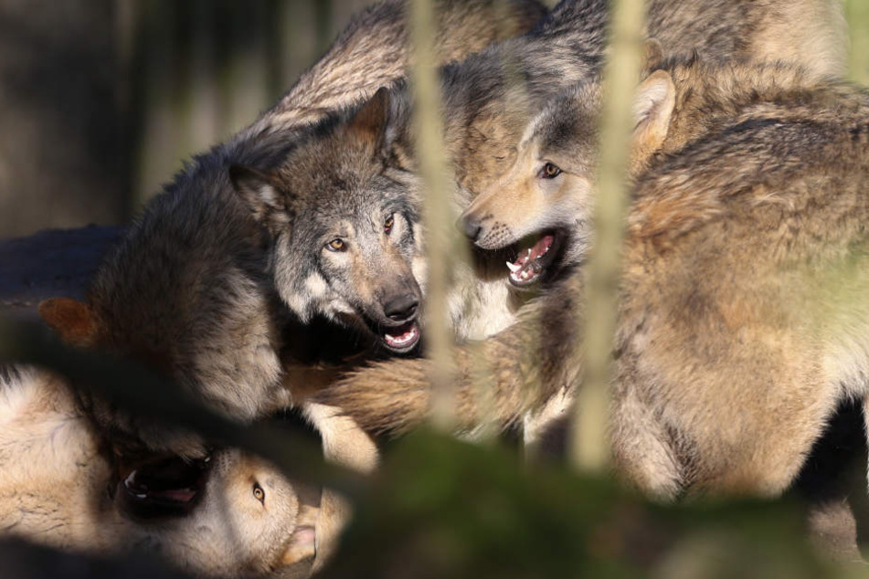 So ähnlich könnten sich die Wolf-Hund-Mischlinge aus Ohrdruf mittlerweile auch tummeln. Laut Umweltministerium sollen sie nun gerettet werden.