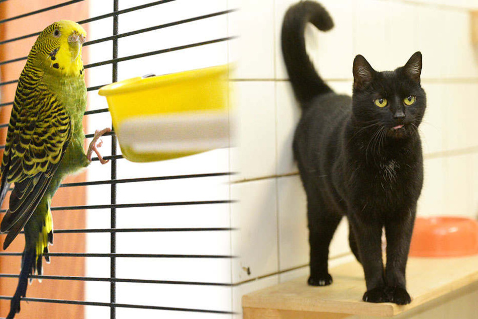 Schon vermittelt: Katze Queenie (12) und Wellensittich Jule (8).