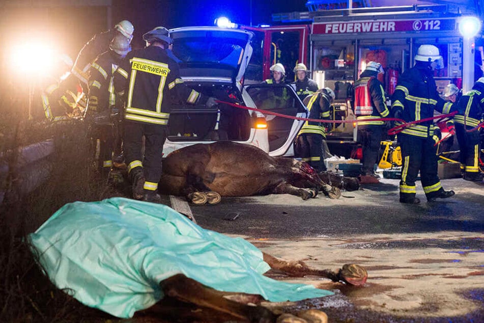 In Nordrhein-Westfalen sind zwei aufgeschreckte Pferde auf die Autobahn gerannt und bei einem Unfall gestorben.