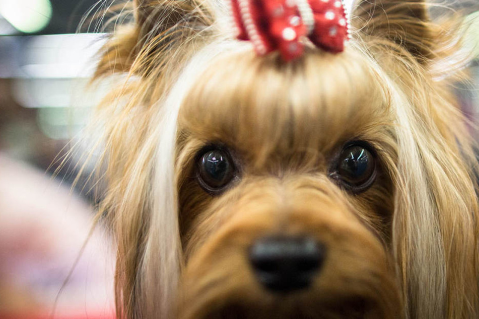 Der Hund biss den Mann mehrfach und wurde daraufhin von dem 33-Jährigen totgetreten. (Symbolbild)