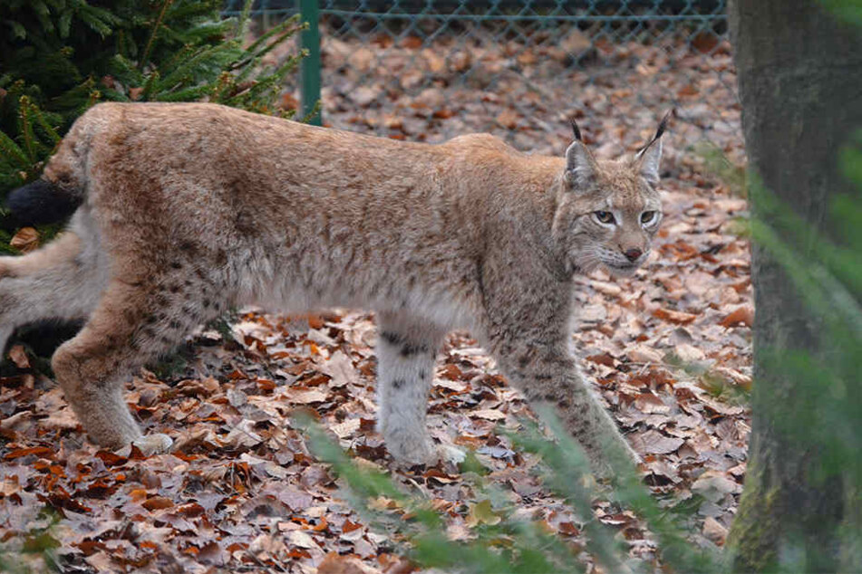 Die Luchsdame Dorothea ist seit Donnerstag neu im Herforder Tierpark.