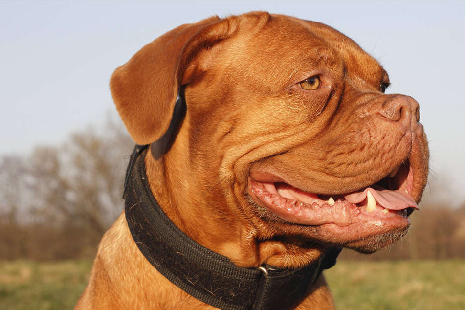 Ein fünfjähriges Mädchen wurde von vier Bordeauxdoggen getötet. (Symbolbild)