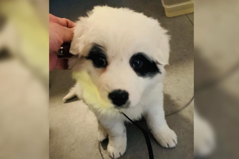 Diesen kleinen Welpen gaben die Beamten im Tierheim ab.