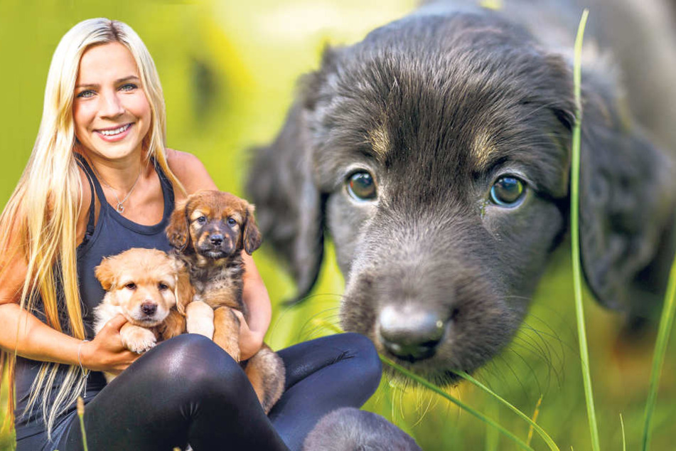 Zum Knuddeln! Schlagersängerin Sophie Venus (23) liebt es, mit den Hundebabys zu
spielen.