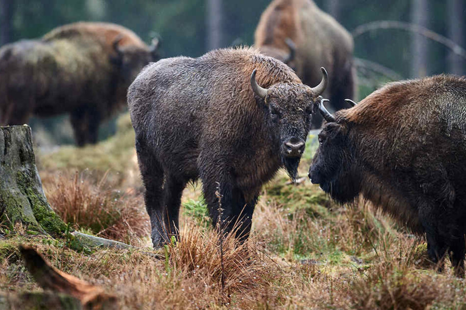 Weil eine Wisent-Herde die Rinden von Buchen abgeschält haben sollte, wurde für sie ein Waldverbot ausgesprochen.
