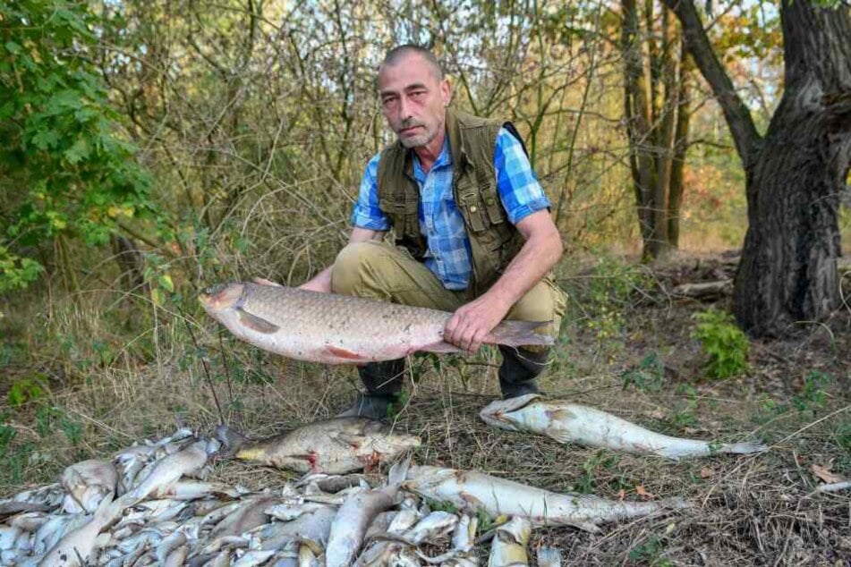 Rund 400 Fische verendeten wegen des plötzlich einsetzenden Sauerstoffmangels.