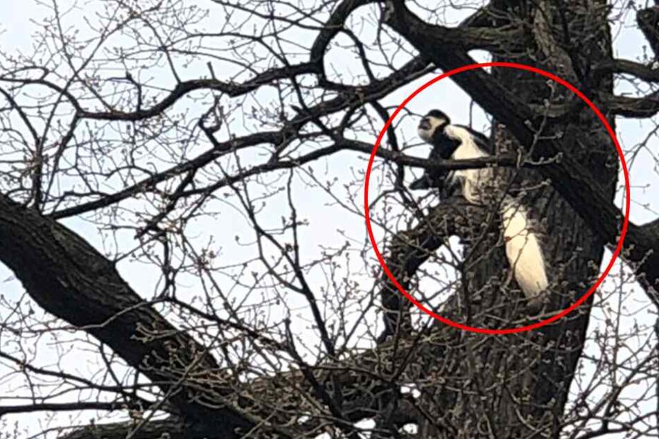 Ria "verschanzte" sich in einem Baum.