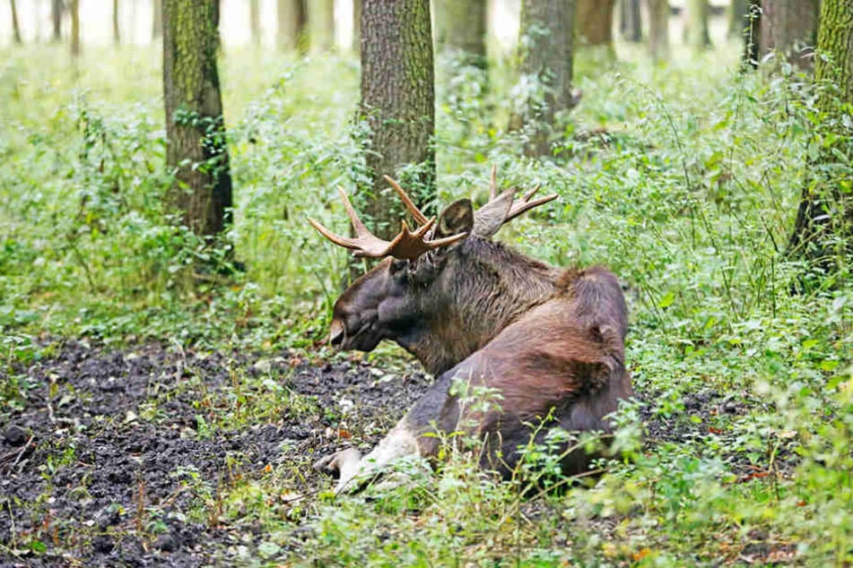 Hoffentlich kommt er wieder auf seine langen Beine: der Elchbulle von Moritzburg.