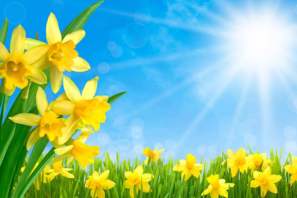 Der Frühling. Wenn die Narzissen blühen, lockt es viele ins Freie.