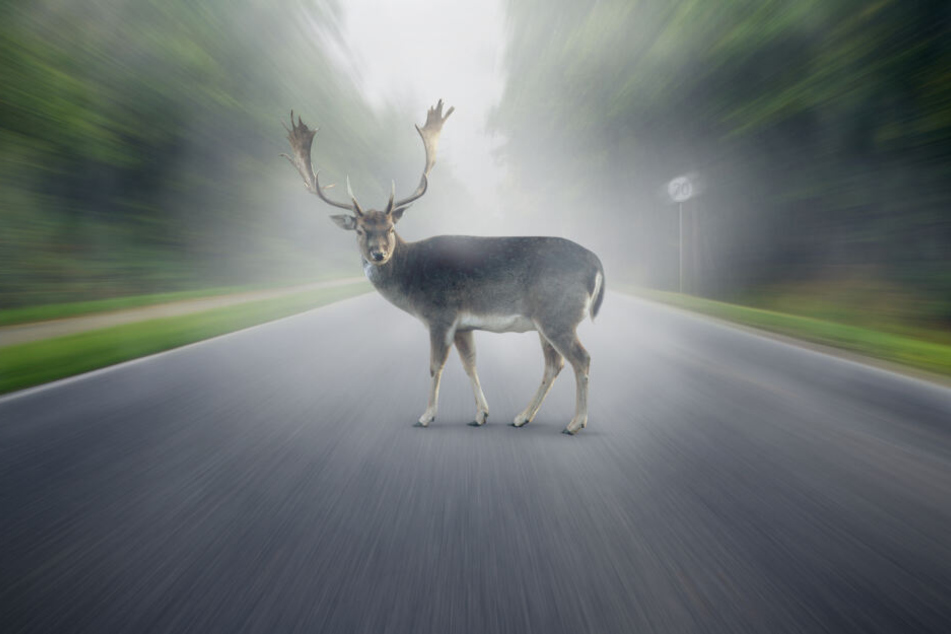 Im Herbst kann es schnell zu Wildunfällen kommen. (Symbolbild)