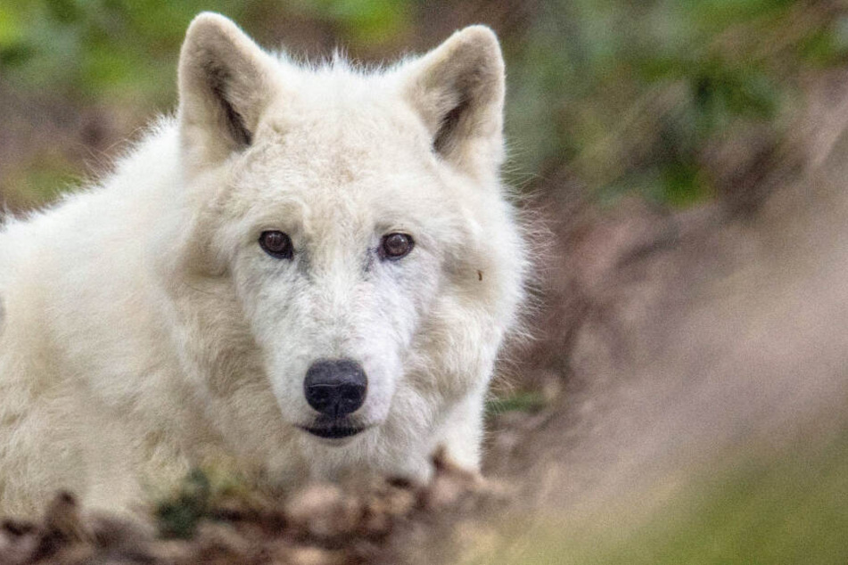 Polarwolf "Scott" musste im Alter von 15 Jahren eingeschläfert werden.