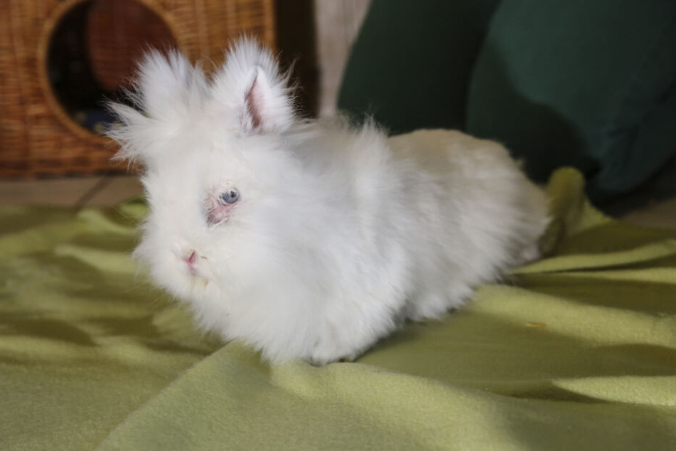 Auch Kaninchen Flocke sucht ein neues Zuhause.
