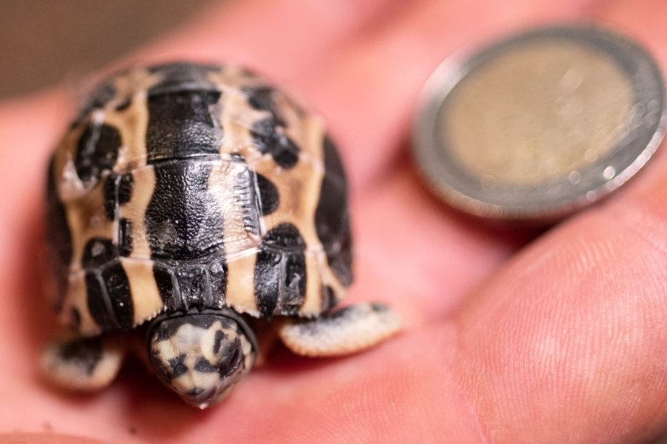 In freier Wildbahn sind die süßen Tierchen vom Aussterben bedroht.